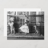 アドギーと彼女の訓練されたライオンズ1897 ポストカード (正面/裏面)