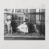 アドギーと彼女の訓練されたライオンズ1897 ポストカード (正面)