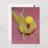 アドラブルルティノインディアンリングネックパレークエットオンピンク ポストカード (正面/裏面)