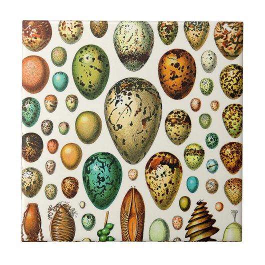 アドルフィミロエッグセラミックス タイル (正面)