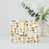 アドルフィミロキノコB ポストカード (スタンド正面)