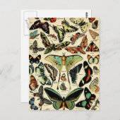 アドルフィミロパピヨンハガキ ポストカード (正面/裏面)