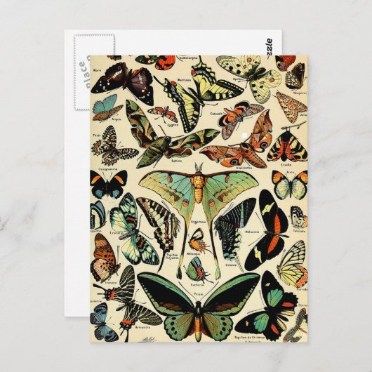 アドルフィミロパピヨンハガキ ポストカード (正面/裏面)