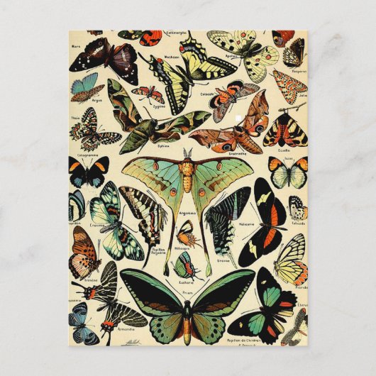 アドルフィミロパピヨンハガキ ポストカード (正面)