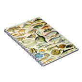 アドルフィミロフィッシュA ノートブック (右側)