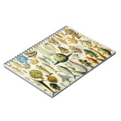 アドルフィミロフィッシュA ノートブック (左側)