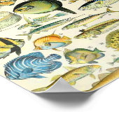 アドルフィミロフィッシュA ポスター (角)