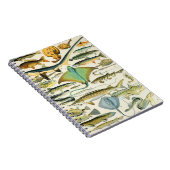 アドルフィミロフィッシュB ノートブック (右側)