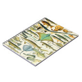 アドルフィミロフィッシュB ノートブック (左側)