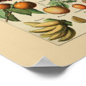 アドルフィミロフルーツプリントポスター ポスター (角)