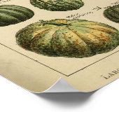 アドルフィミロベジタブルイラストレーションポスター ポスター (角)