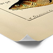 アドルフィミロマリンフィッシュ ポスター (角)