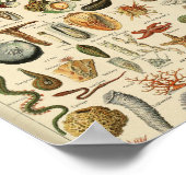 アドルフィミロモールスクポータス ポスター (角)