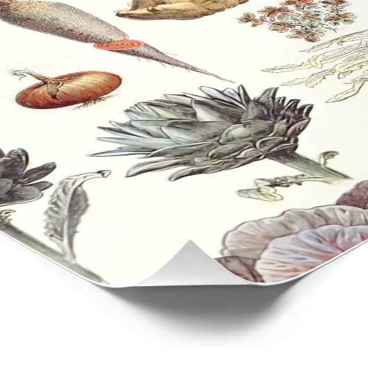 アドルフィミロレグムスエプランテポタゲールポスター ポスター (コーナー)