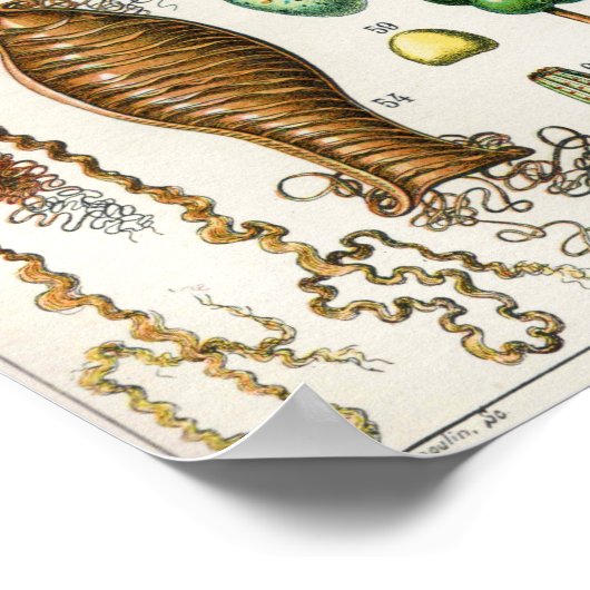 アドルフィミロヴィンテージフランスのバードエッグ ポスター (角)