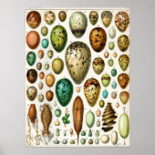 アドルフィミロヴィンテージフランスのバードエッグ ポスター (正面)