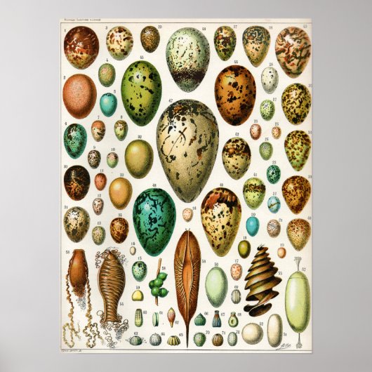 アドルフィミロヴィンテージフランスのバードエッグ ポスター (正面)