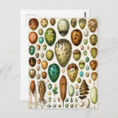 アドルフィミロヴィンテージフランスのバードエッグ ポストカード (正面/裏面)