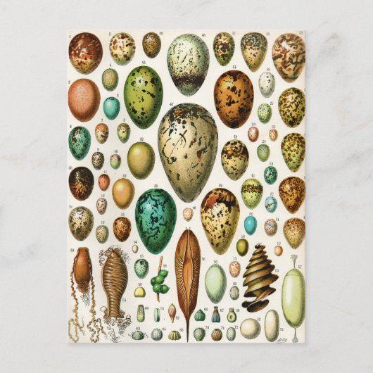 アドルフィミロヴィンテージフランスのバードエッグ ポストカード (正面)