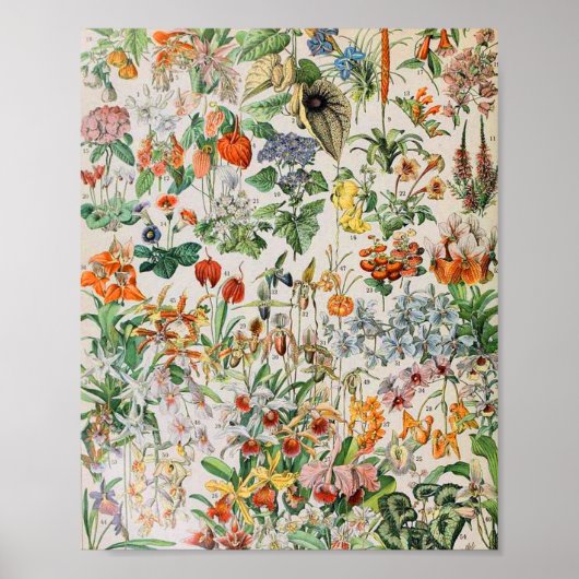 アドルフィミロ花D ポスター (正面)