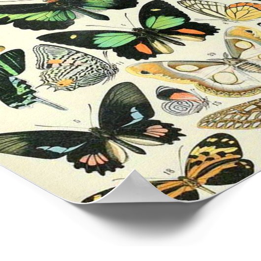 アドルフィミロ蝶B ポスター (角)