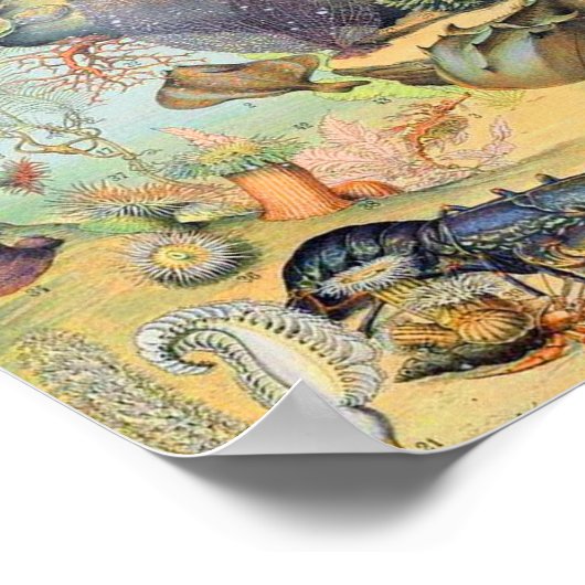 アドルフェミロ海B ポスター (角)