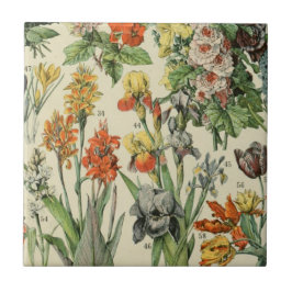 アドルフミロボタニカルイラストレーション2 タイル