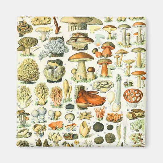 アドルフ・ミロキノコ マグネット (正面)