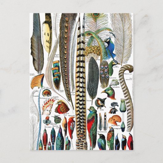 アドルフ・ミロットの羽根飾り ポストカード (正面)