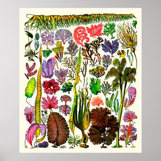 アドルフ・ミロ~海藻 ポスター (正面)