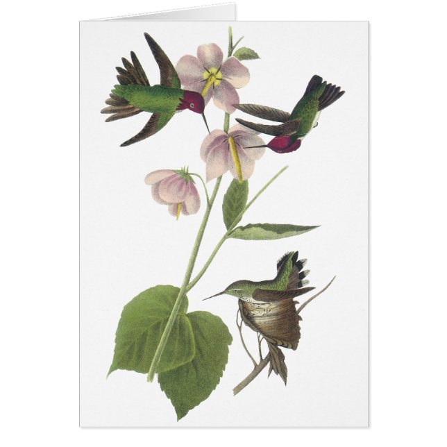 アナのハチドリ、ジェームスAudubon (正面)