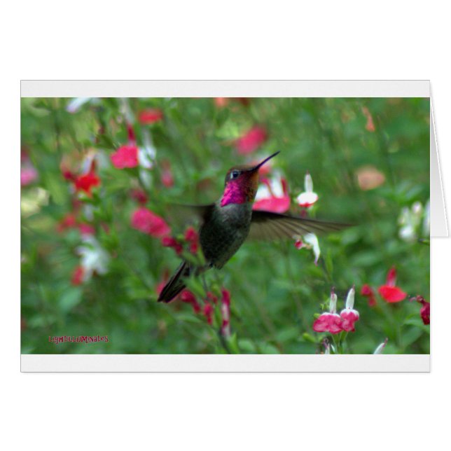 アナの宝石 (正面横)