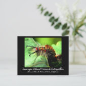 アナカパアイランドタソックキャタピラー ポストカード (スタンド正面)