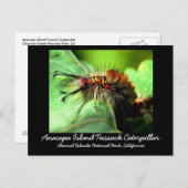 アナカパアイランドタソックキャタピラー ポストカード (正面/裏面)