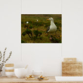 アナカパ島のカモメ ポスター (キッチン)