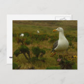 アナカパ島のカモメ ポストカード (正面/裏面)