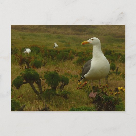 アナカパ島のカモメ ポストカード (正面)