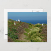 アナカパ島の花と貝殻 ポストカード (正面/裏面)