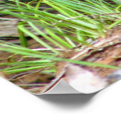 アナグマ ポスター (角)