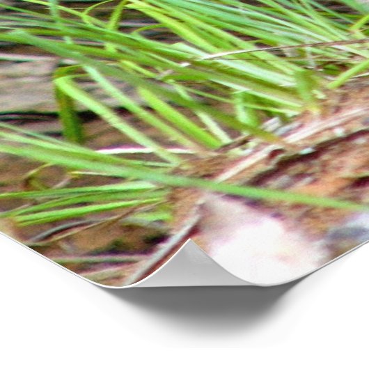 アナグマ ポスター (角)