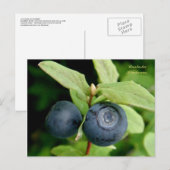 アナスカ島ブルーベリー ポストカード (正面/裏面)