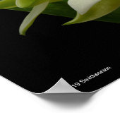 アナセイリアムシャコーエン ポスター (角)