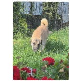 アナトリアンシェパードクリップボード クリップボード (裏面)