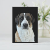 アナトリアンシェパードサンキューカード サンキューカード (スタンド正面)