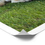 アナトリアンシェパード ポスター (角)