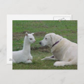 アナトリア羊飼いとアルパカベビー ポストカード (正面/裏面)