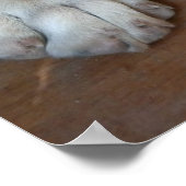 アナトリア羊飼い犬 ポスター (角)