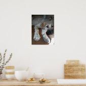 アナトリア羊飼い犬 ポスター (キッチン)