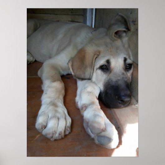 アナトリア羊飼い犬 ポスター (正面)