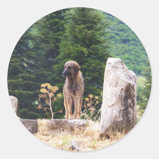 アナトリア羊飼い犬 – Ephesus,トルコ ラウンドシール (正面)